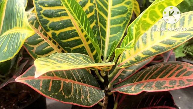 100% Updated Video/How to Care of Croton plant's 2022 смотреть онлайн