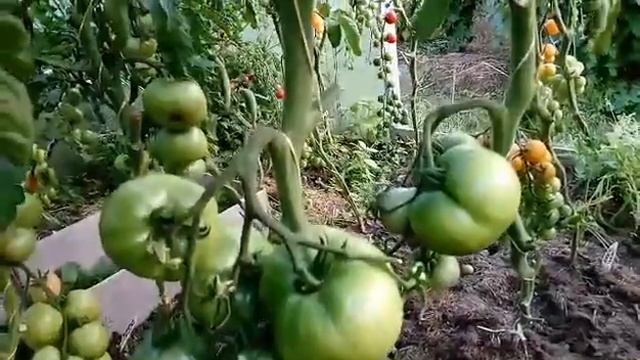 Томат РАЙСКОЕ НАСЛАЖДЕНИЕ