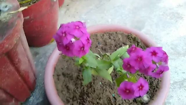 How to grow and care of phlox plant / Best winter flowering plant смотреть онлайн