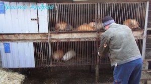 КАК отсаживать и сортировать щенки нутрии