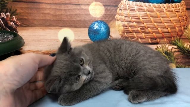 Ласковый котёнок. Британская кошечка, возраст 2 месяца.