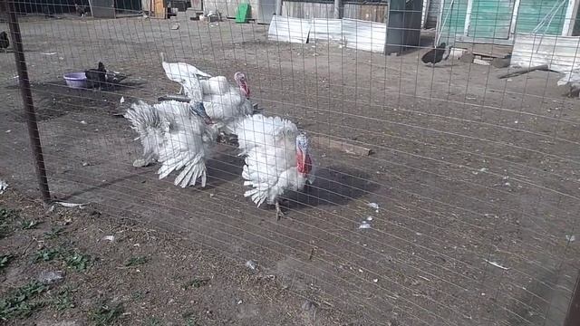 Чем лечить цыплят от поноса. смотреть онлайн