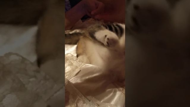 Влог про кошку стоит ? смотреть онлайн