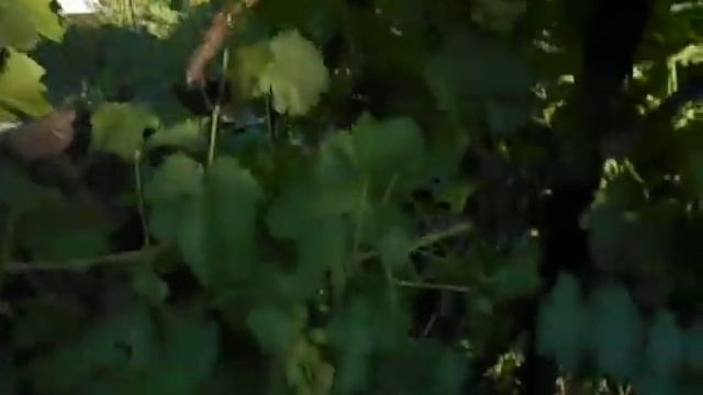 Формировка винограда "Хай росте" - Августин 2020 смотреть онлайн