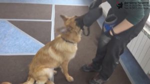 Гусева Виталия и метис Дакота. Индивидуальное занятие по дрессировке: приучение собаки к наморднику.