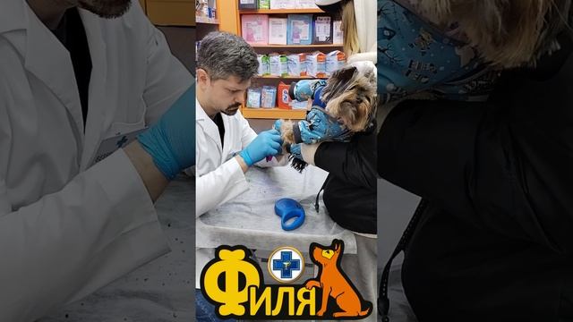 Йорк пришел на ноготочки! #зоотовары #стрижкакогтей смотреть онлайн