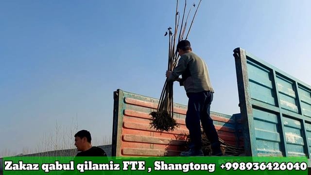 Павловния кучатлари акция нархда сотилмокда .. доставка мутлоко бепул.(Павловния) смотреть онлайн