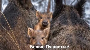 КАБАН?/Копытные/Животные/Интересные факты