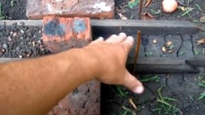 Посадка косточек ранних персиков, 1й способ