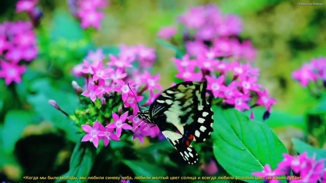 Самая красивая мелодия на свете! Эту музыку можно слушать вечно! Красивая музыка Сергей Грищук #10 смотреть онлайн