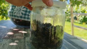 Ферментация клубничного листа для чая | Как ферментировать листья клубники от А до Я