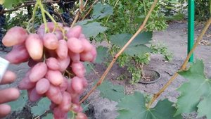 Виноград Любава
