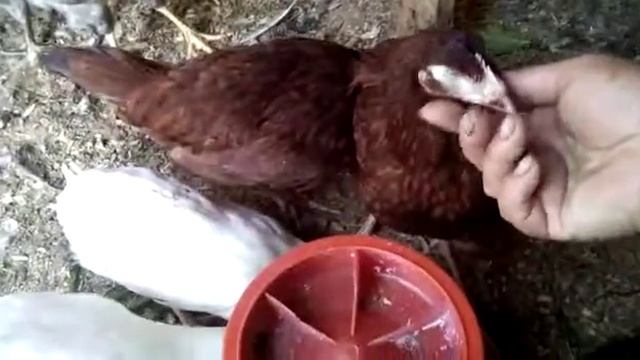 Молодки кур и цесарки. Совместное содержание