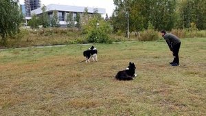 Якутские лайки. 12 сентября 2022 г.