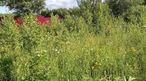 Купили участок- весь заросший травой и молодыми деревьями!!