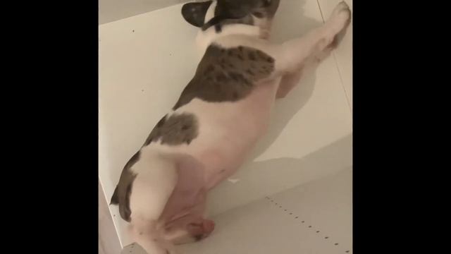 Французский бульдог Жора помогает собирать шкаф смотреть онлайн