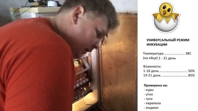 Секретный режим инкубации куриных яиц смотреть онлайн