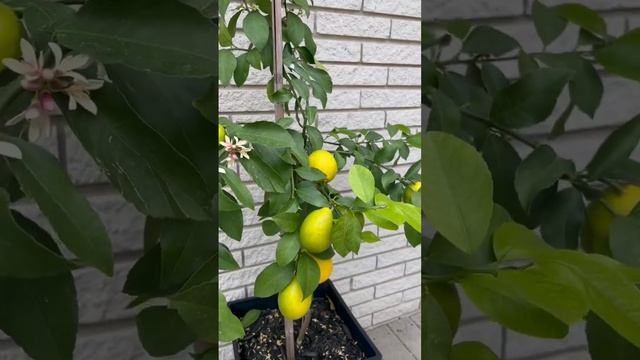 Как Выглядят Цветы Лимонного Дерева? Сколько Длится Созревание Лимонов? Урожай Собирают Круглый Год