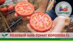 РОЗОВЫЙ БИФ-ТОМАТ КОРОЛЕВА F1