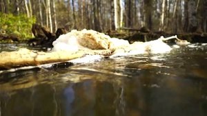 Мертвый лес / Свердловская область