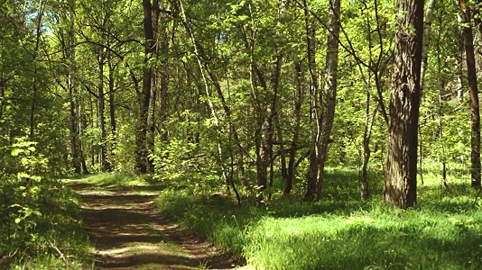 Шум ветра в лесу. The sound of the wind in the forest.