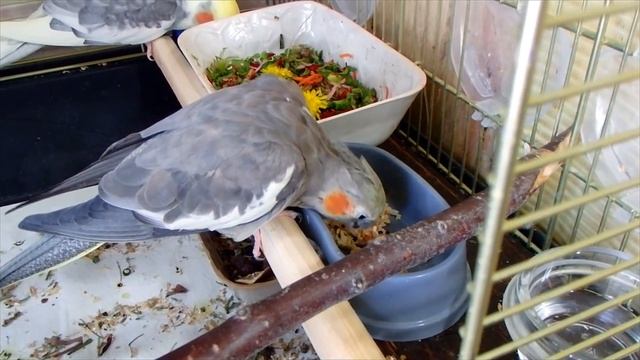 ЗАВТРАК ПОПУГАЕВ корелл Бони и Яши. Чем кормить попугая.