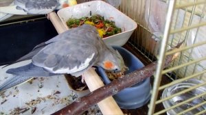 ЗАВТРАК ПОПУГАЕВ корелл Бони и Яши. Чем кормить попугая.