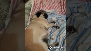 Роды мопса