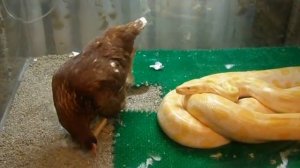 Питон и курица.