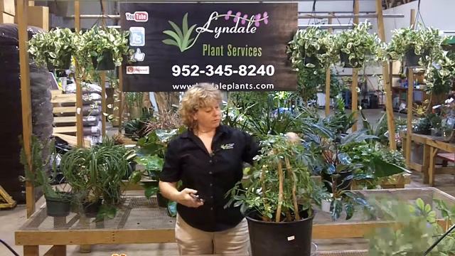 Arbola Cola pruning demonstration смотреть онлайн