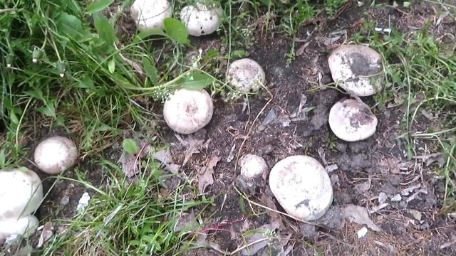 Как выращивать дома грибы, самостоятельно. смотреть онлайн