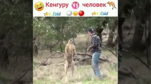 Езидский прикол, человек & кенгуру