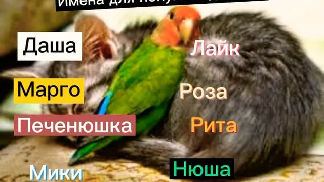 Имена для попугаев девочек и мальчиков Имена для хомяков мальчиков смотреть онлайн