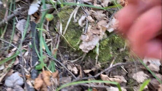 Строчки гигантские, сбор весенних грибов. Юг подмосковья. смотреть онлайн