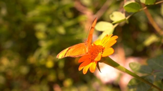 Пусть ваше воображение играет на вашей стороне ! Научитесь управлять своим воображением! смотреть онлайн