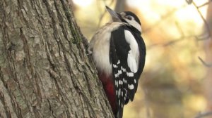 Дятел устал долбить дерево и отдыхает, Woodpecker is tired and resting