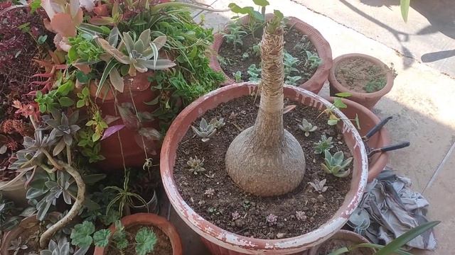 Ponytail palm care(Hindi/Urdu) смотреть онлайн