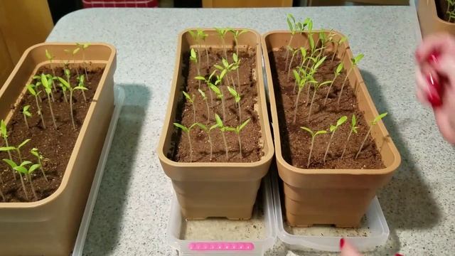 ПЕРВЫЙ ПОЛИВ И ПОДКОРМКА РАССАДЫ ТОМАТОВ. Без секретов нужная информация. смотреть онлайн