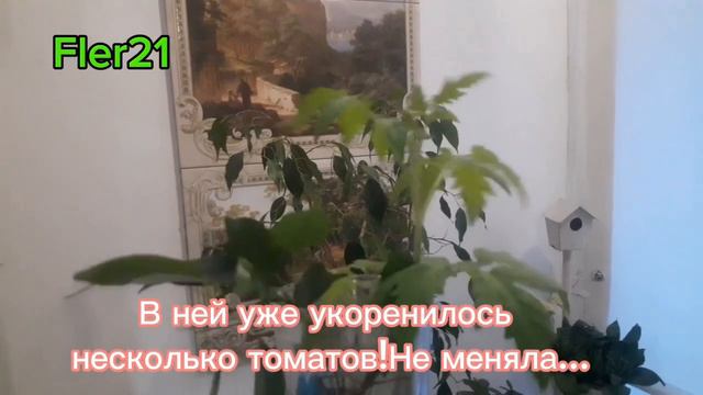 РАЗМНОЖАЮ ФИКУС ЛЕГКО! ГЕРАНЬ ПОСЛЕ ПОДКОРМКИ #fler21#фикус#черенкование#комнатныерастения #герань смотреть онлайн