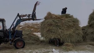 Кормление и содержание овец