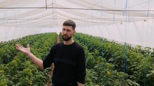 Питание томатов! Уход во время налива первых плодов!