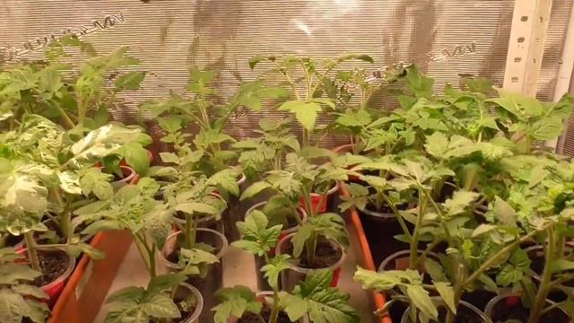 Томатный Гном "ПОЛИТЫЙ ИЗВЕСТЬЮ" ввел меня в заблуждение. Долго я ждала появления пятен на листьях. смотреть онлайн