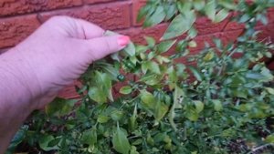 Не то зима ,не то лето . Австралия сегодня .Как цветёт алое ? Элла Австралия