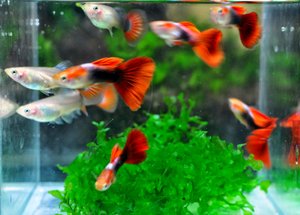 Аквариумные рыбки! Как узнать нужное количество рыбок для аквариума! Аквариумные рыбки в аквариуме!