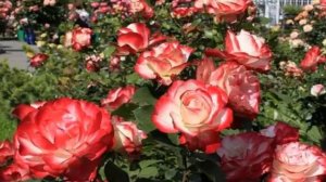 Кустовые розы