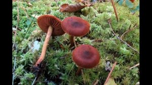 Cortinarius phoeniceus