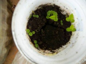 КИВИ выращивание из семян часть2