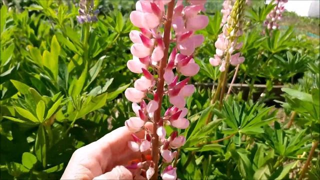 Люпины -  разноцветные свечи в саду