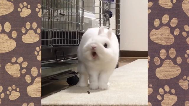 СМЕШНЫЕ КРОЛИКИ видео про кроликов ОЗВУЧКА НОВОЕ смотреть онлайн