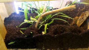 Переселение муравьёв-жнецов в новый террариум и первые дни жизни в нём